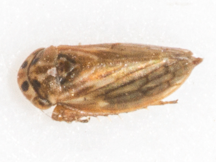 Anaceratagallia ribauti